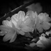 White azaleas... by marlboromaam