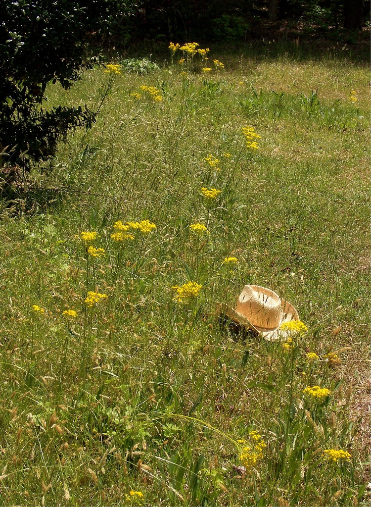 Cowgirl hat in the weeds... by marlboromaam
