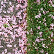 3rd May 2021 - Pink Confetti
