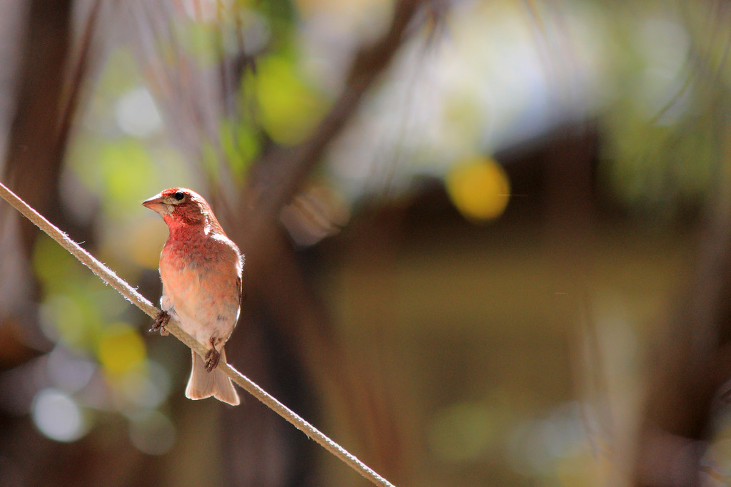 Cassin's or House Finch by ryan161
