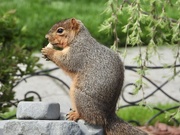 6th May 2021 - a squirrel and his snack
