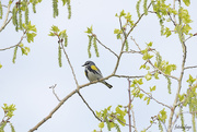 6th May 2021 - Yellow-rumped Warbler