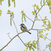 Yellow-rumped Warbler by fayefaye