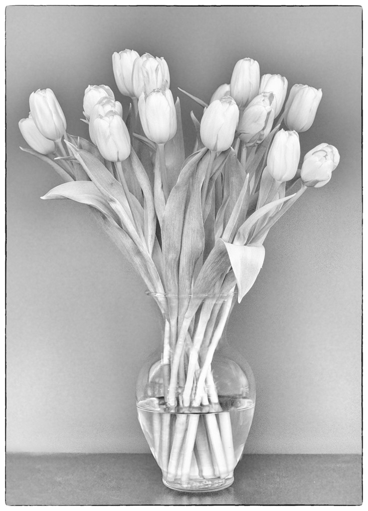 White Tulips with Grain by sprphotos