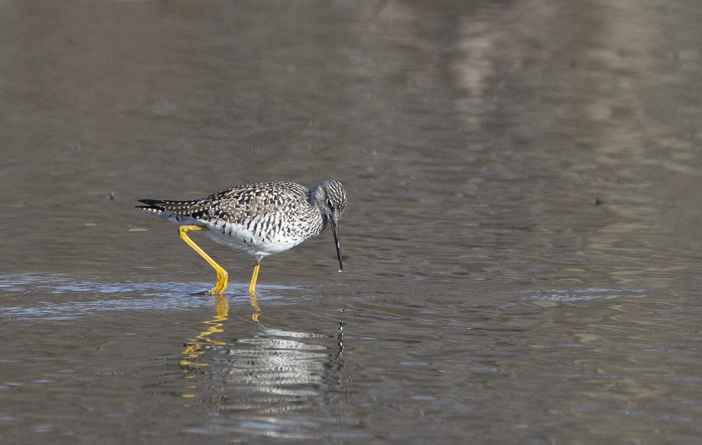 Greater Yellowlegs Sandpiper by pdulis