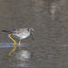 Greater Yellowlegs Sandpiper by pdulis