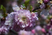 6th May 2021 - Pink flowering bush