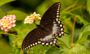 6th May 2021 - Spicebush Swallowtail Butterfly!