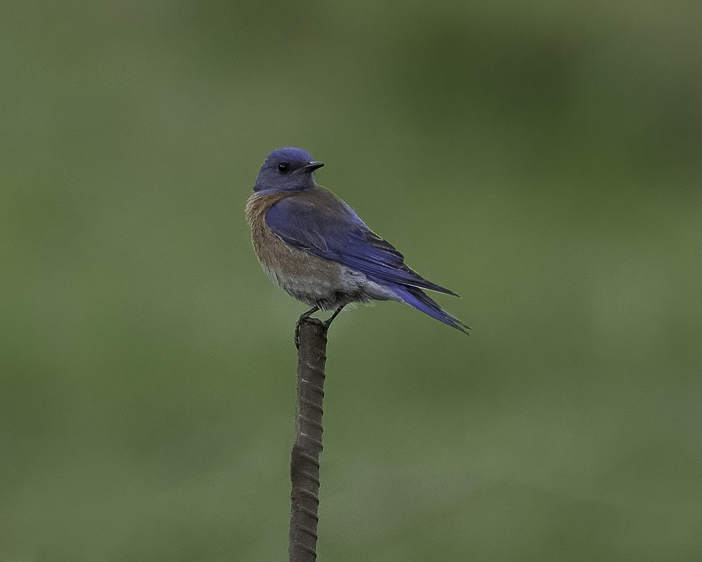 Western Bluebird by nicoleweg