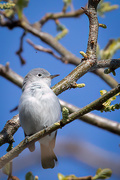 6th May 2021 - Blue-Gray Gnatcatcher