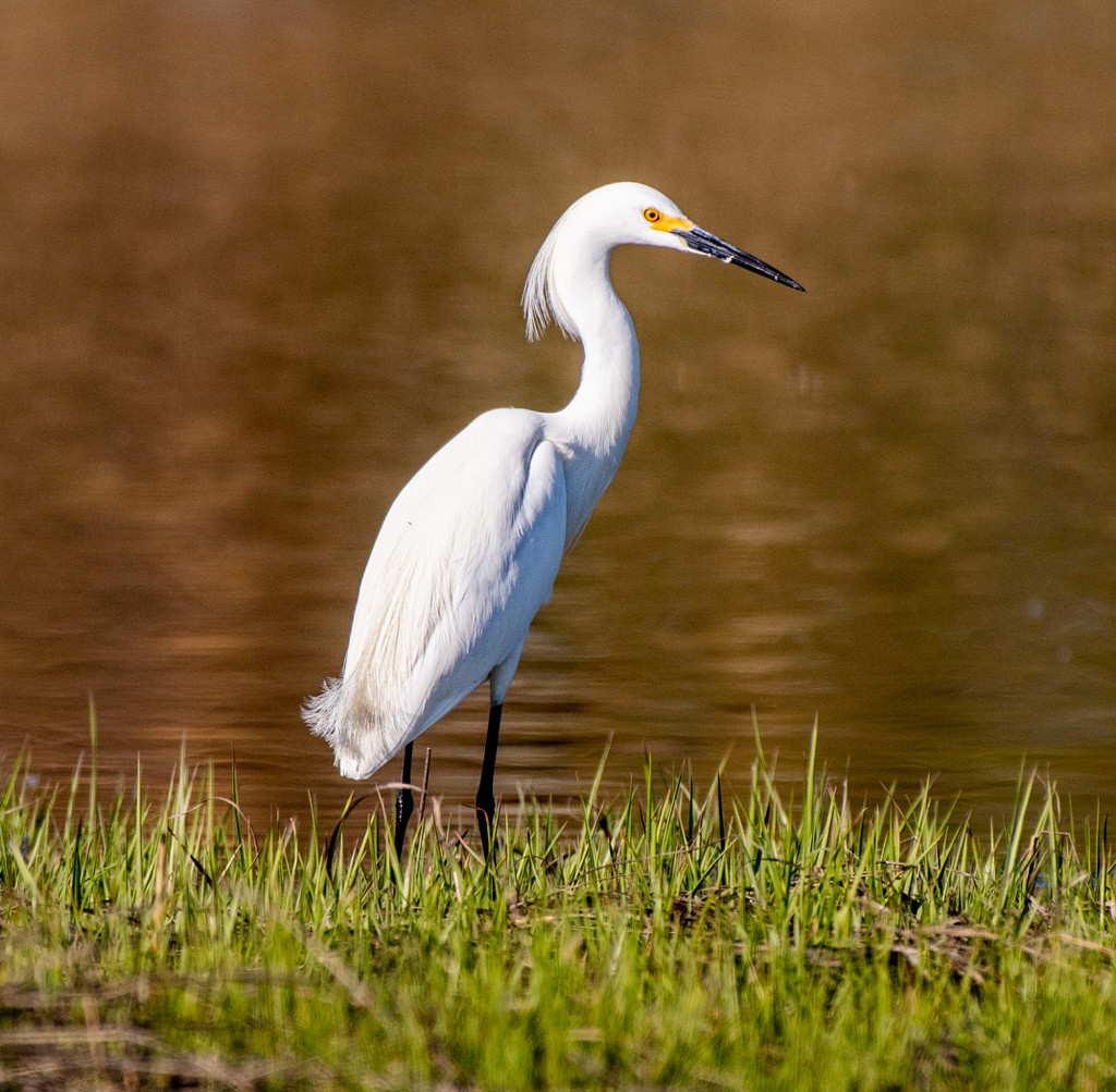 Snowy Egret by brotherone