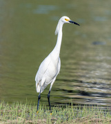 5th May 2021 - Snowy Egret Full Frontal