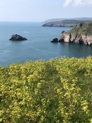 23rd Apr 2021 - Spring at Berry Head