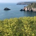 Spring at Berry Head by cookingkaren
