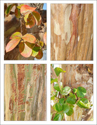 7th May 2021 - Tree Bark and Leaves