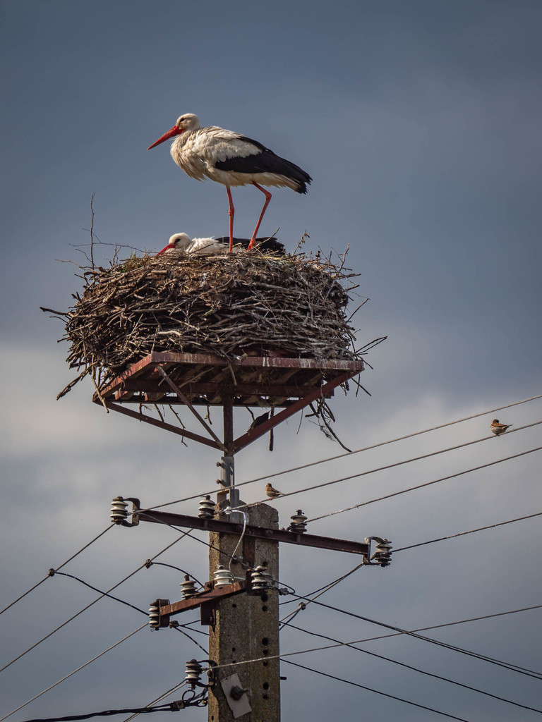 Common nest  by haskar