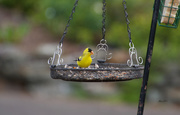 6th May 2021 - ~Gold Finch~