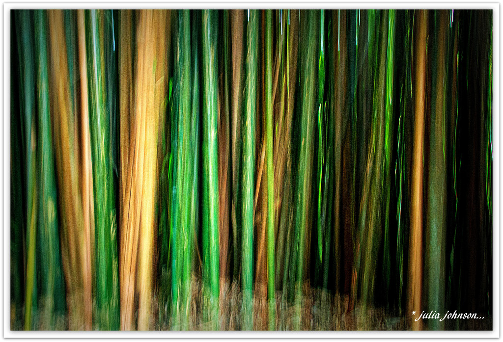 Bamboo ICM by julzmaioro