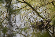 7th May 2021 - Mrs Coot
