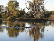 18th Apr 2021 - The lagoon at Bowra Wildlife Sanctuary
