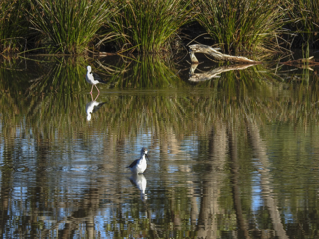 Another lagoon photo by jeneurell