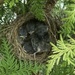 Hello Baby Birds by graceratliff