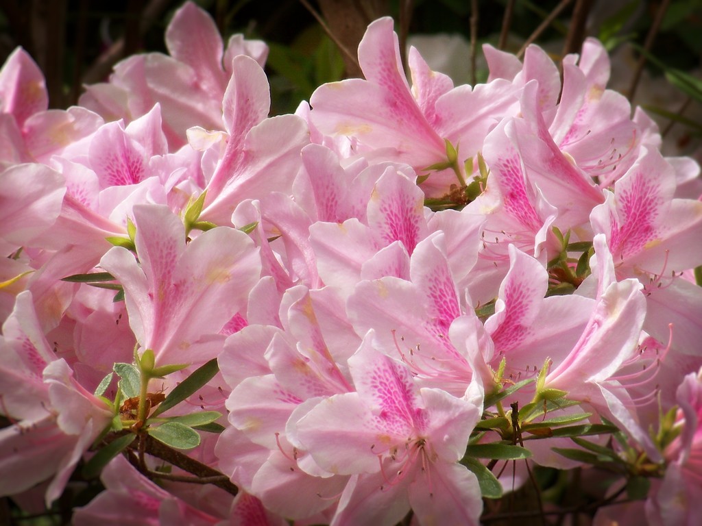 Spring pinks... by marlboromaam