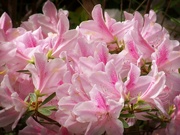 19th Apr 2021 - Spring pinks...