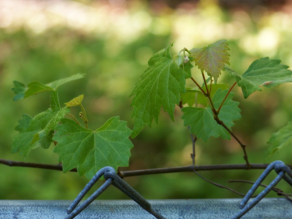 New wild grape leaves... by marlboromaam