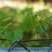 New wild grape leaves... by marlboromaam