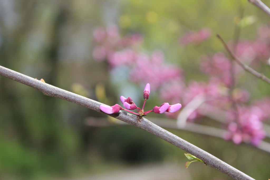 Redbud 2 by jb030958