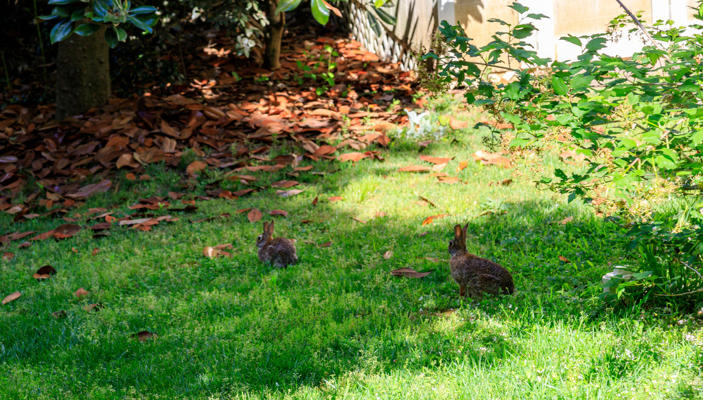 Our Nephews Backyard by hjbenson