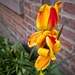 More battered tulips by delboy207