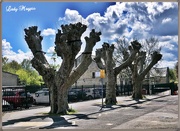 7th May 2021 - Three Ancient Trees