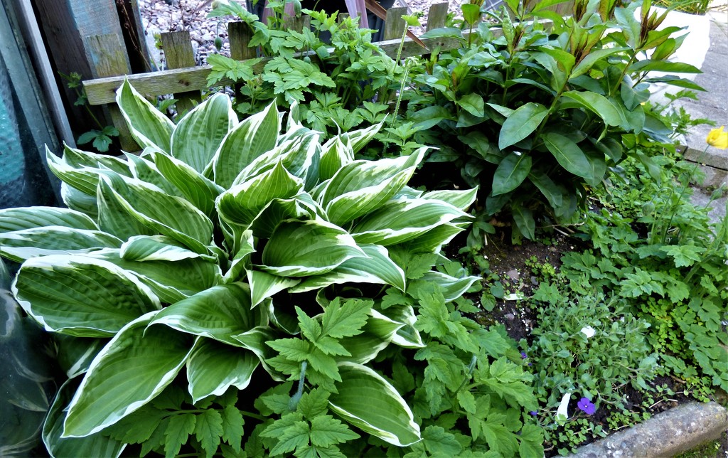 Hosta ( in a shaded spot by the greenhouse ) by beryl