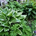 Hosta ( in a shaded spot by the greenhouse ) by beryl