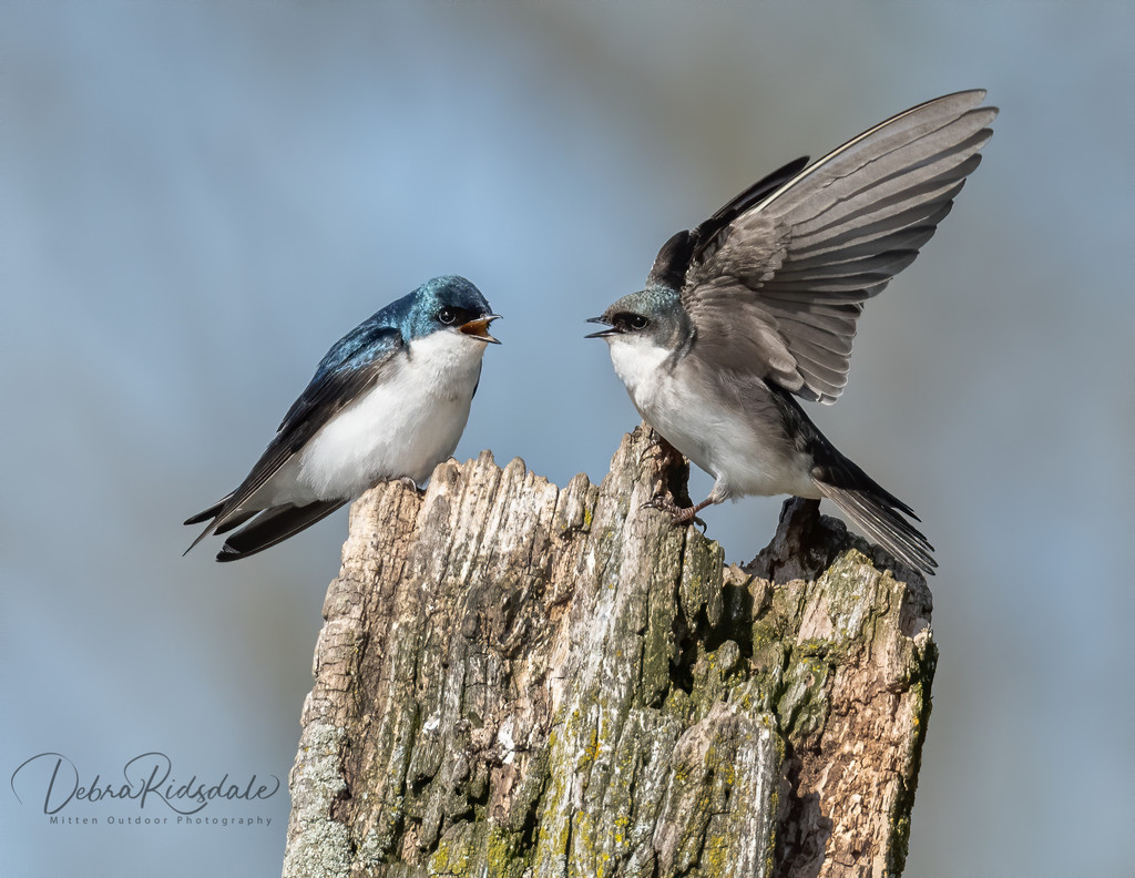 Mom and dad tree swallows by dridsdale