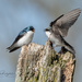 Mom and dad tree swallows by dridsdale