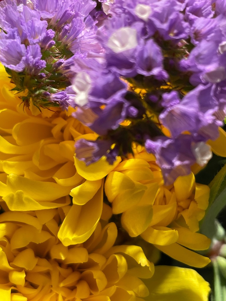 Lavender and Yellow by shutterbug49