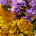 Lavender and Yellow by shutterbug49