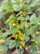 7th May 2021 - The yellow archangel