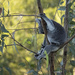 settled by koalagardens