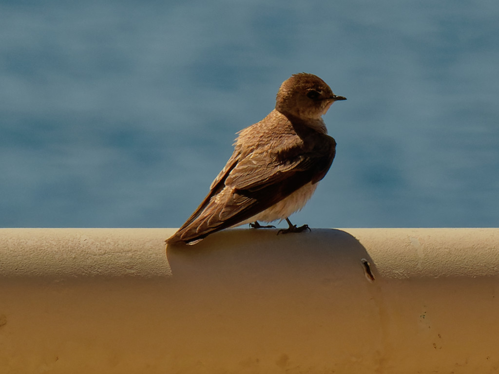northern rough-winged swallow  by rminer