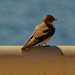 northern rough-winged swallow  by rminer