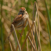 7th May 2021 - song sparrow 