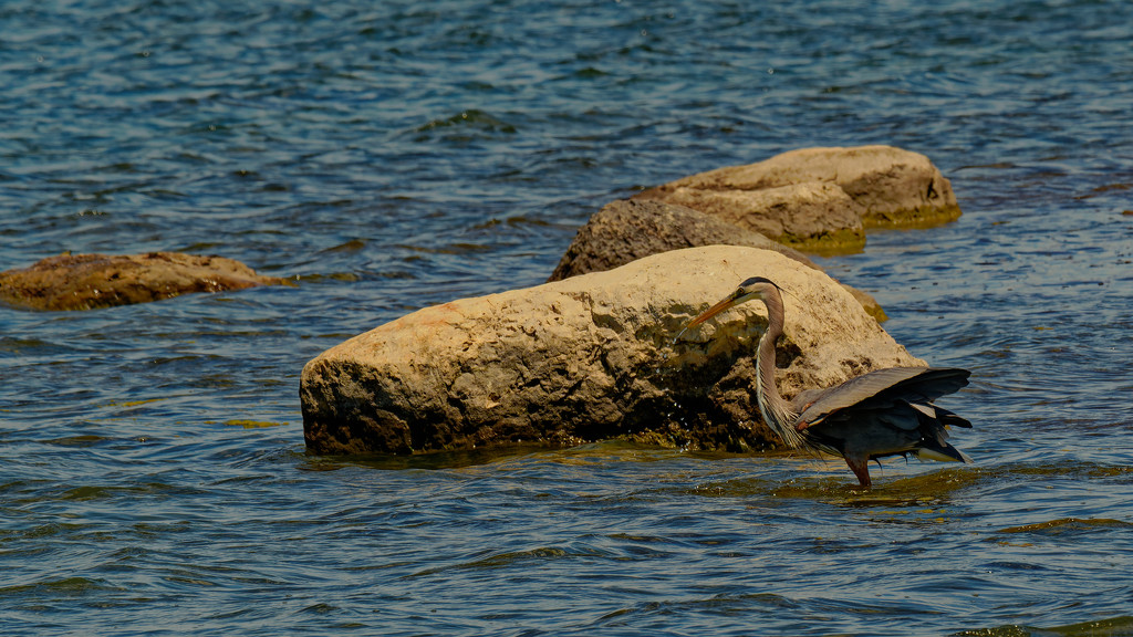 great blue heron by a boulder by rminer