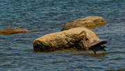 7th May 2021 - great blue heron by a boulder