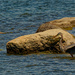 great blue heron by a boulder by rminer