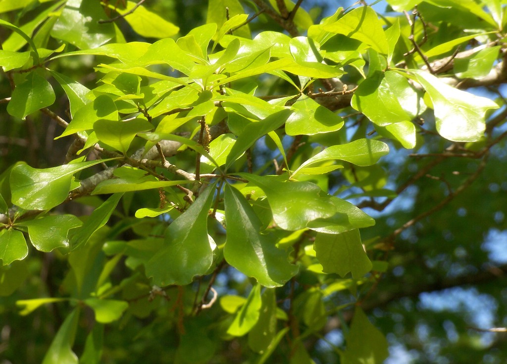 Fresh young oak leaves... by marlboromaam