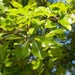 Fresh young oak leaves... by marlboromaam